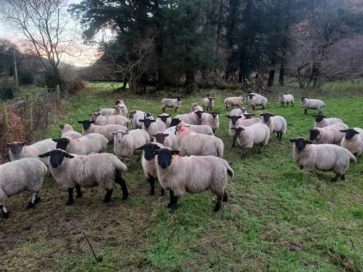Suffolk Ewe Lambs - Image 2
