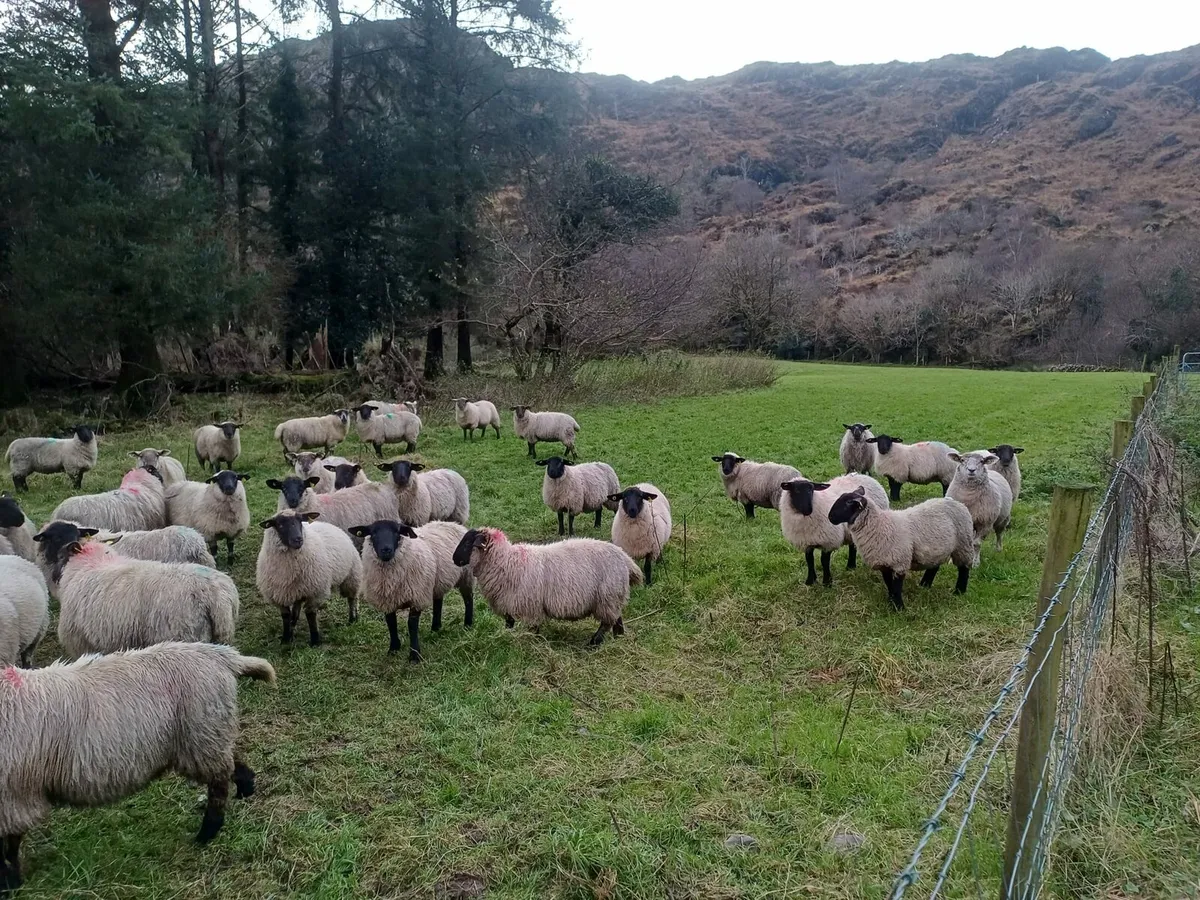 Suffolk Ewe Lambs - Image 3