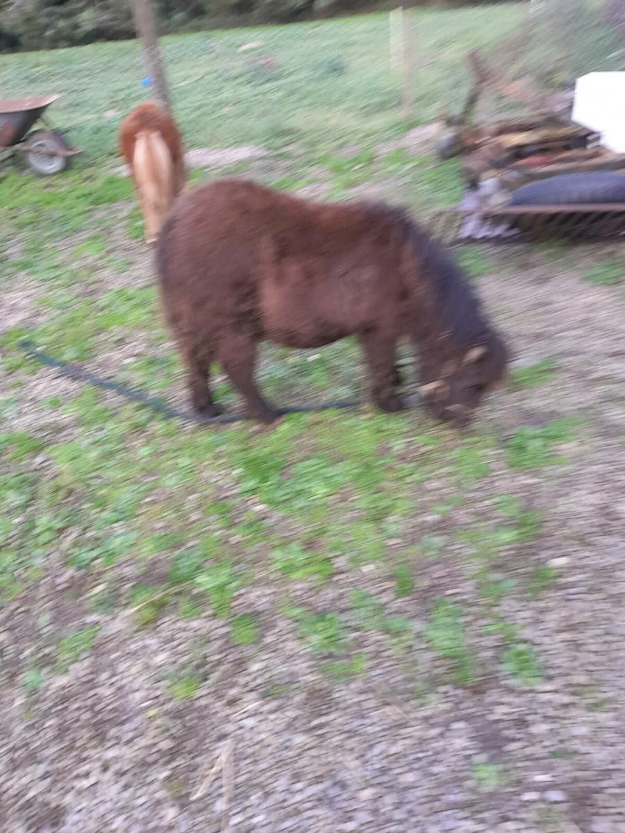Miniature filly - Image 2