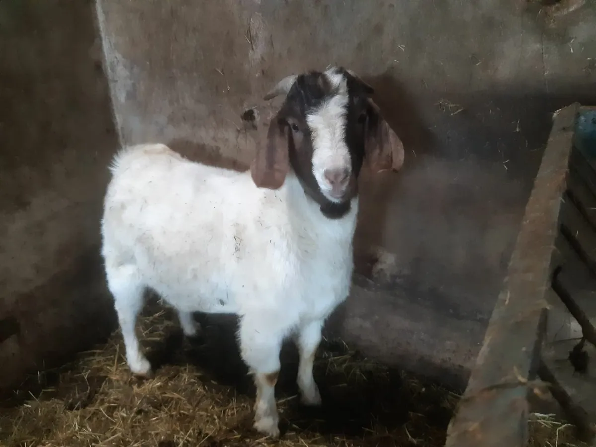 Boar  buck kids ready for work forsale - Image 1