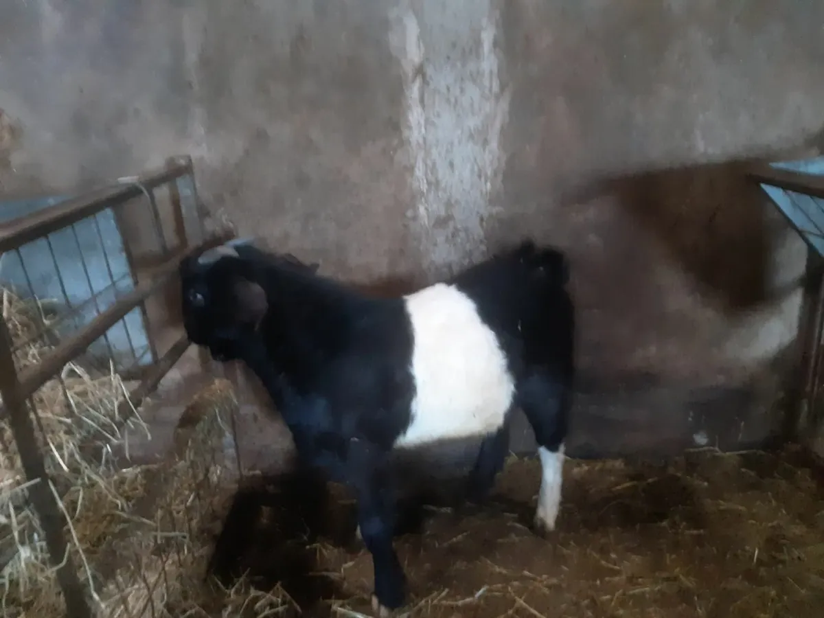 Boar  buck kids ready for work forsale - Image 2