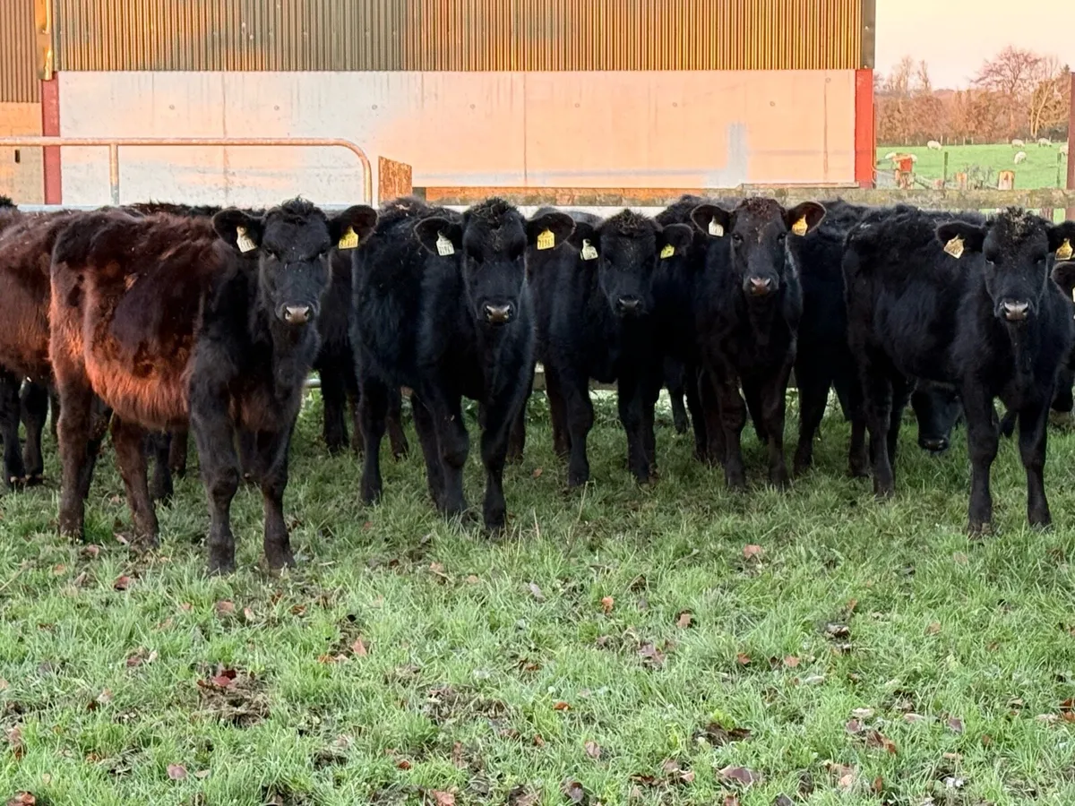 18 Aberdeen Angus Heifer Weanlings - Image 1