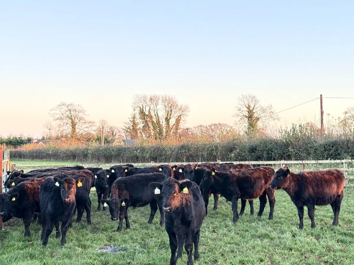 18 Aberdeen Angus Heifer Weanlings - Image 2