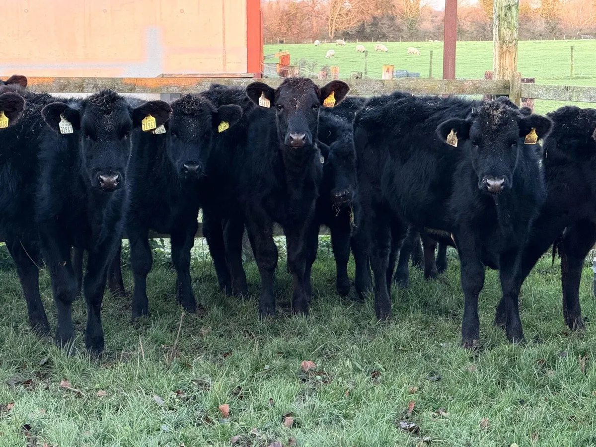 18 Aberdeen Angus Heifer Weanlings - Image 3