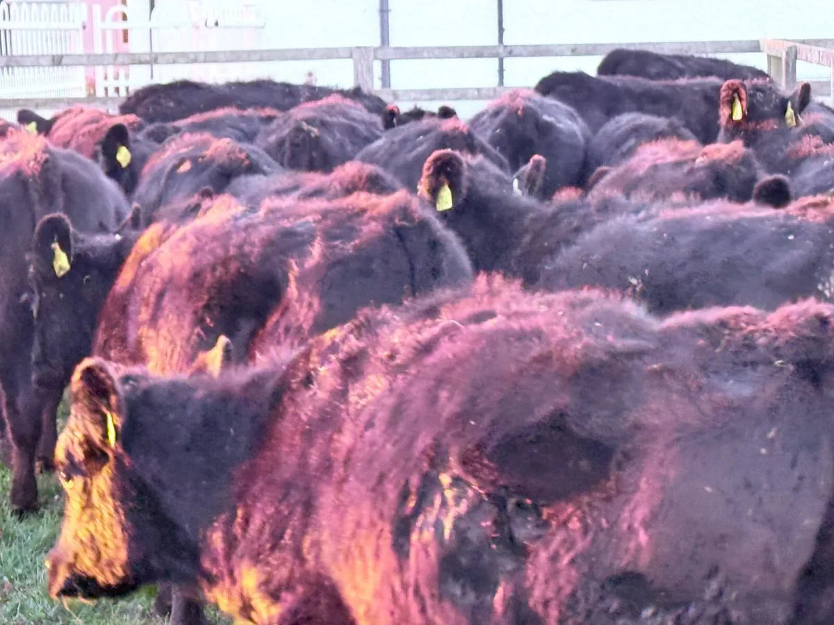 18 Aberdeen Angus Heifer Weanlings - Image 4