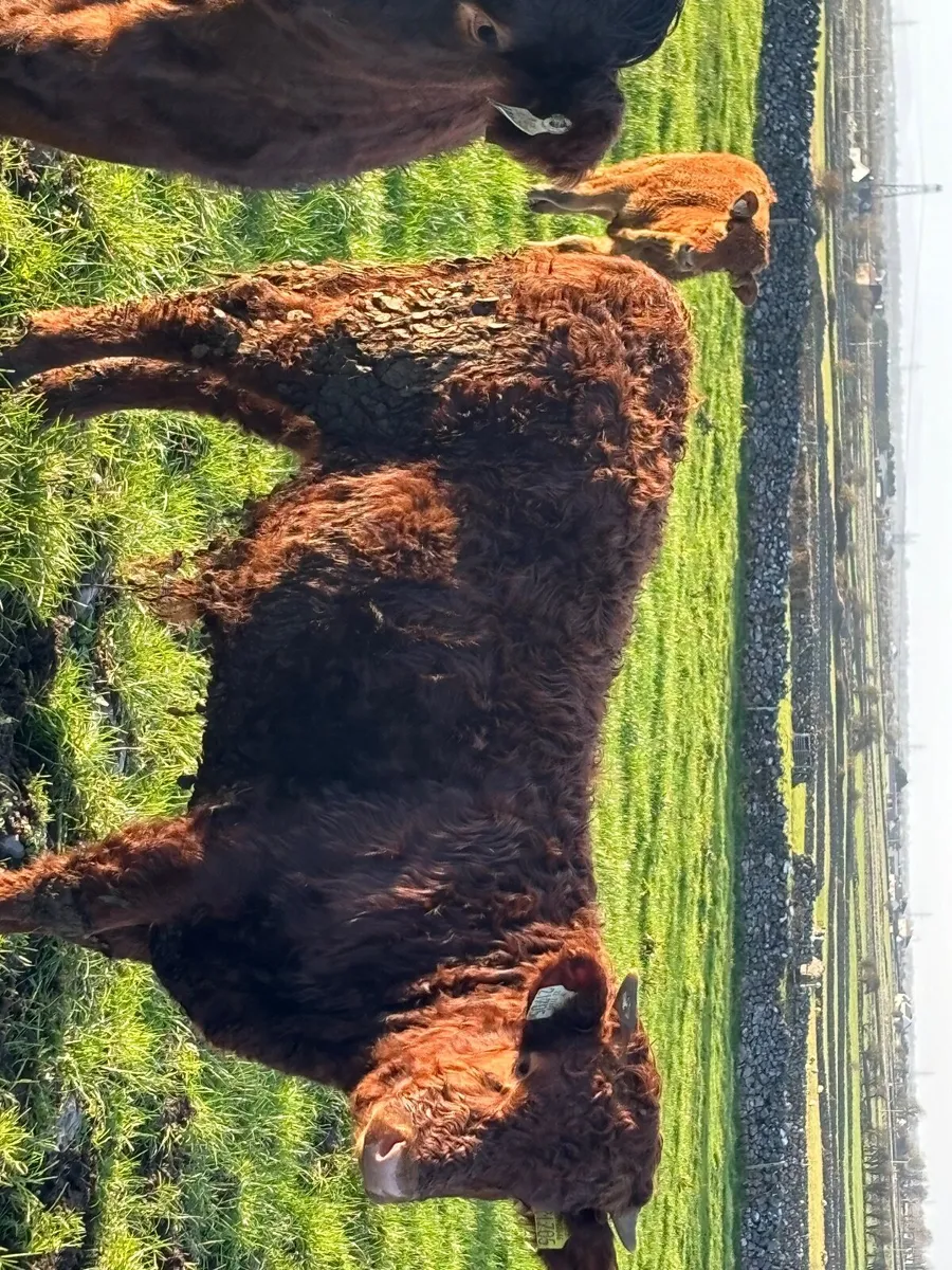 Cattle - Image 1