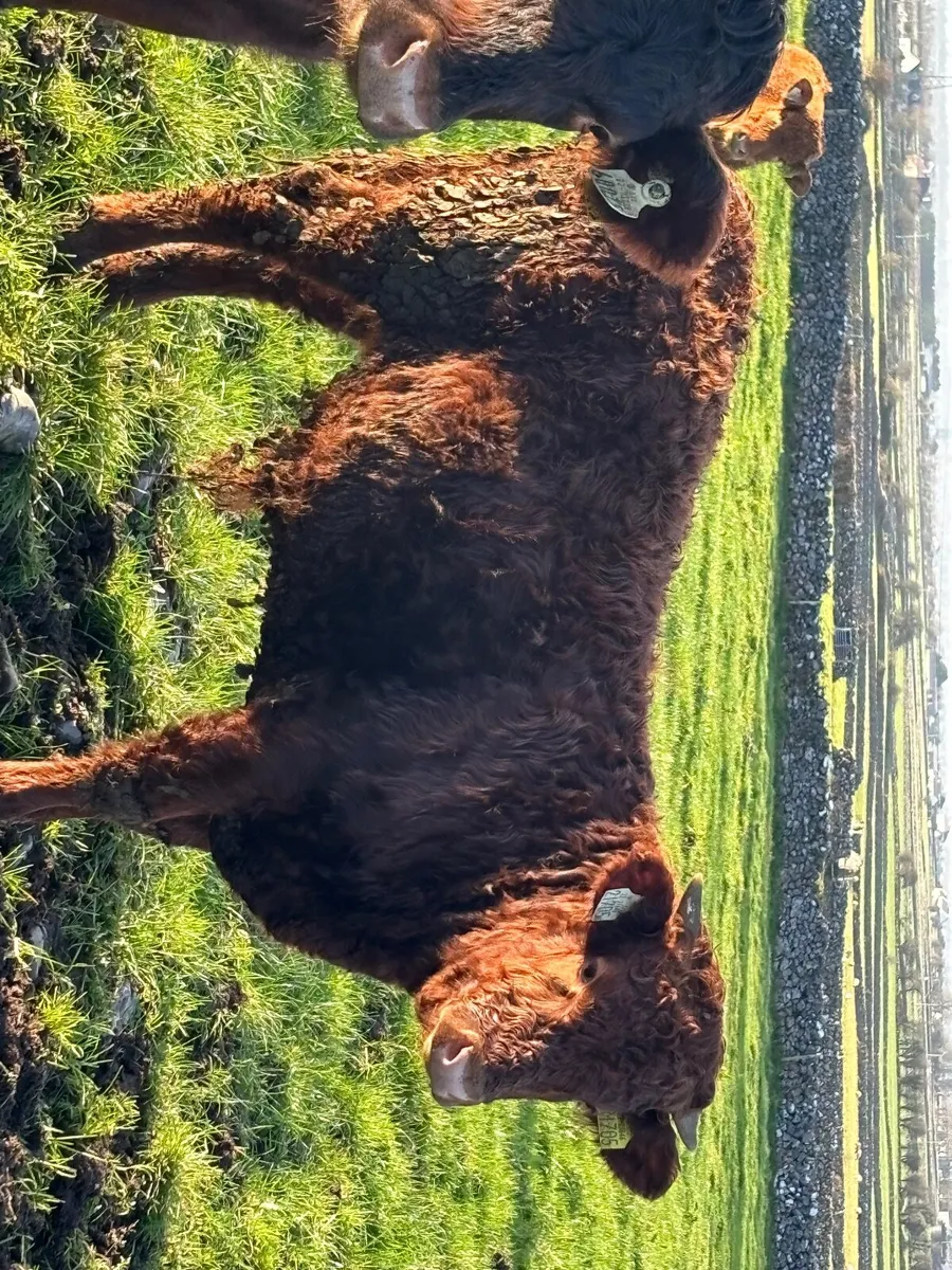 Cattle - Image 4