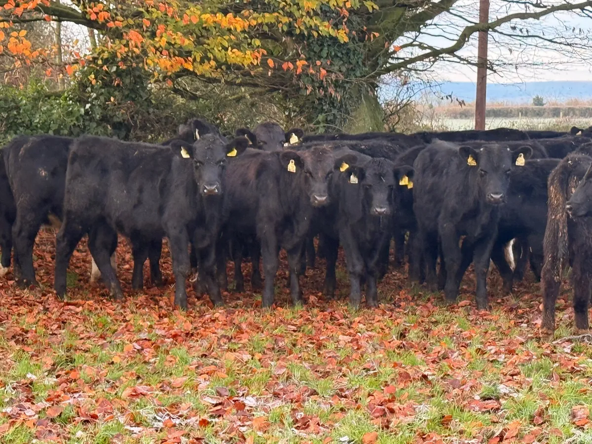 40 Angus & Hereford Bull Weanlings - Image 3