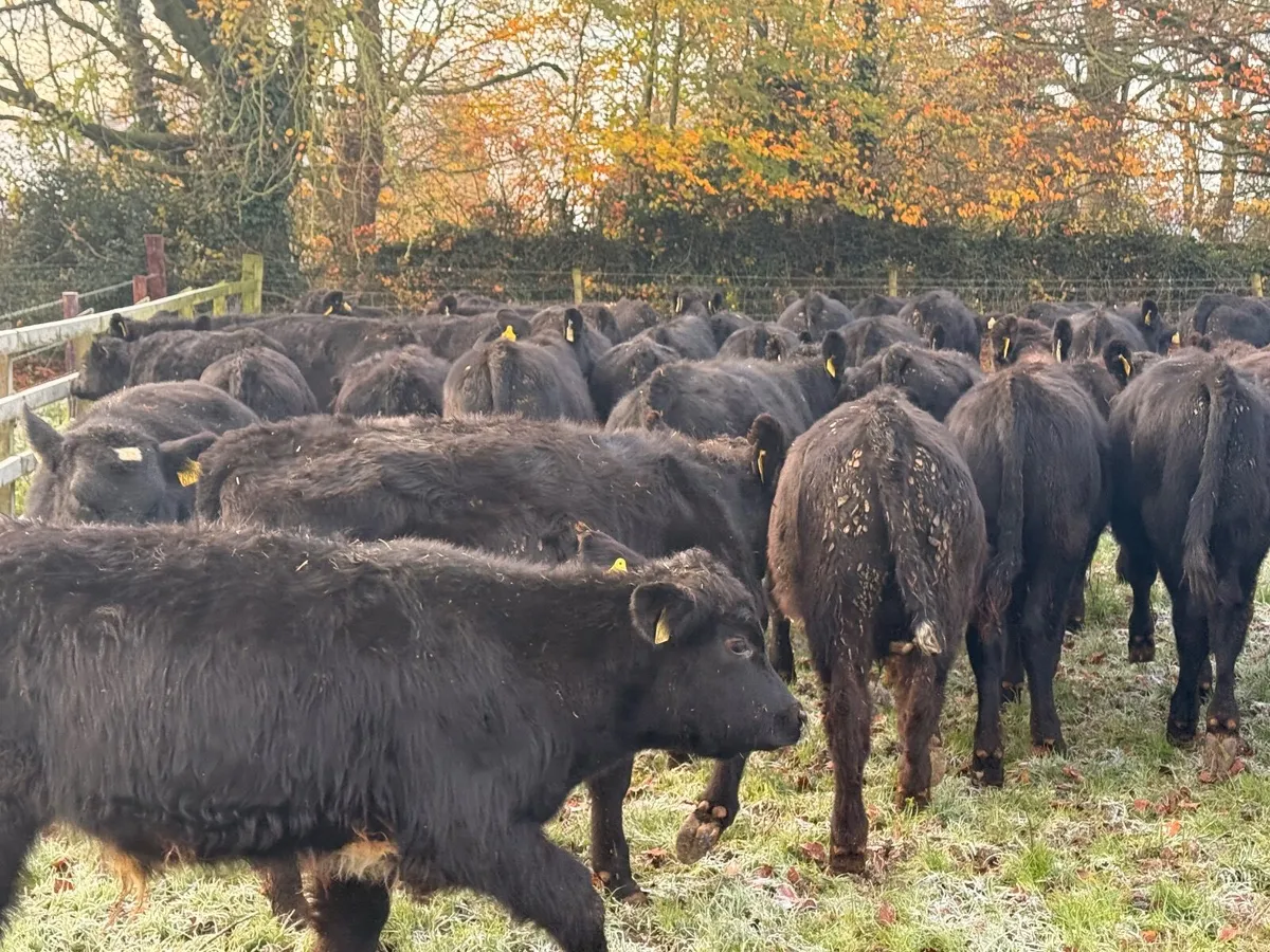 40 Angus & Hereford Bull Weanlings - Image 4