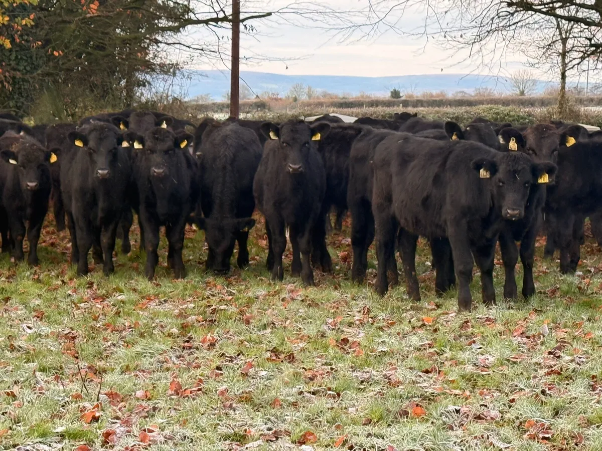 40 Angus & Hereford Bull Weanlings - Image 1