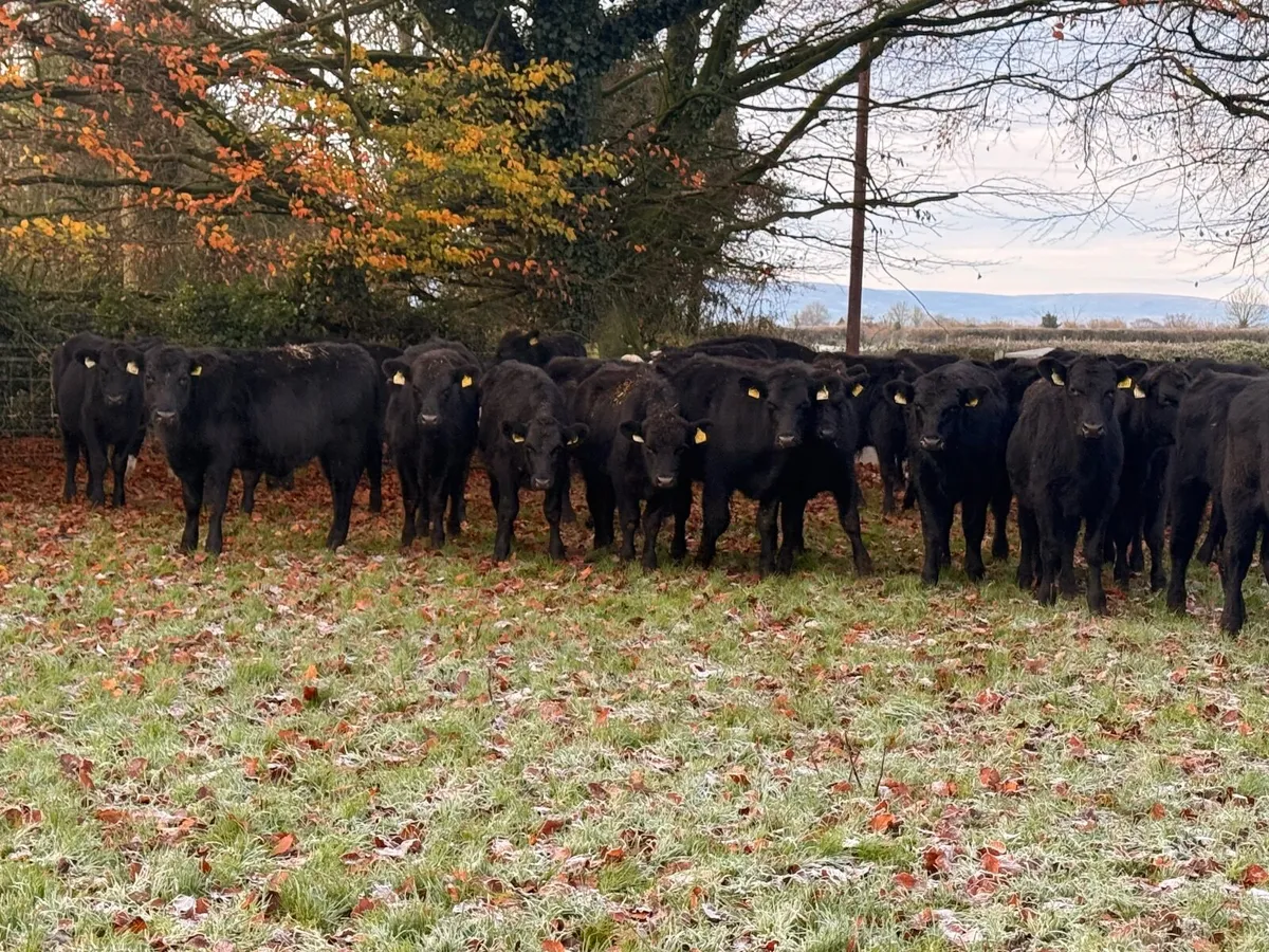 40 Angus & Hereford Bull Weanlings - Image 2
