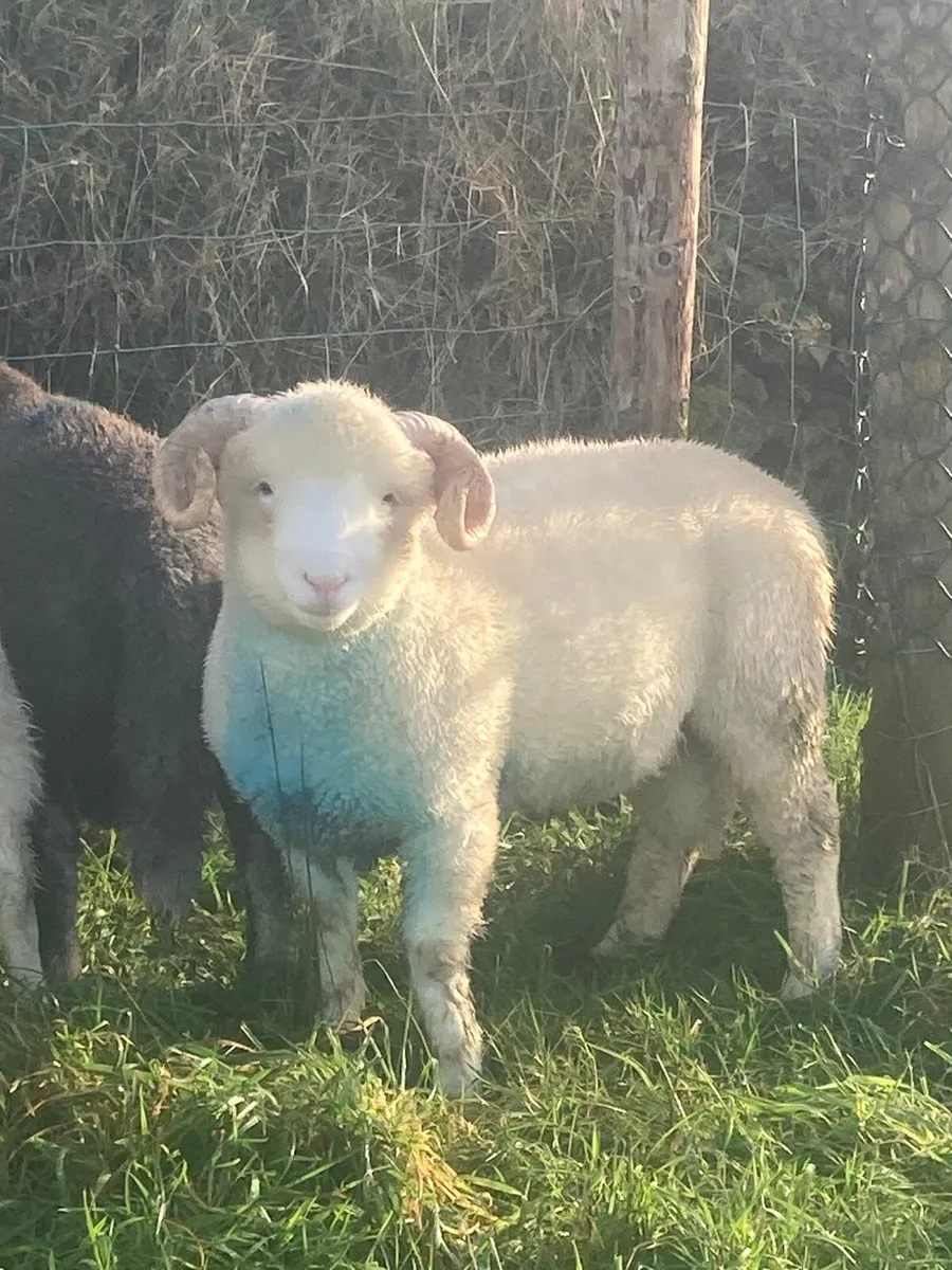 Herdwick and Dorset Horn - Image 2