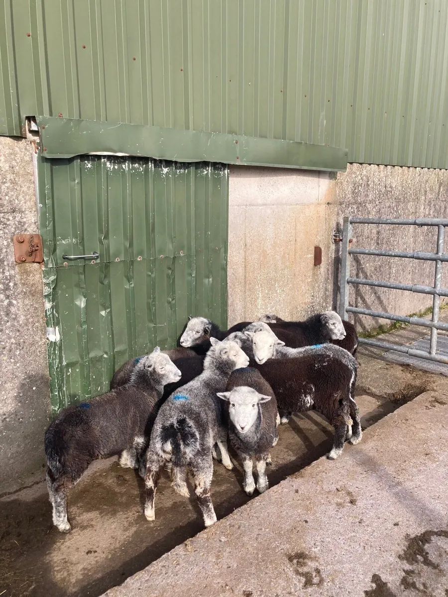 Herdwick and Dorset Horn - Image 1