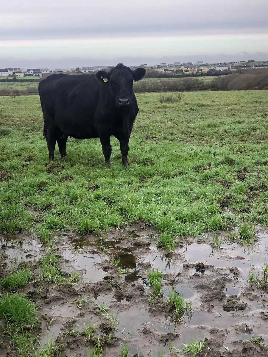 Angus cow and calf - Image 1