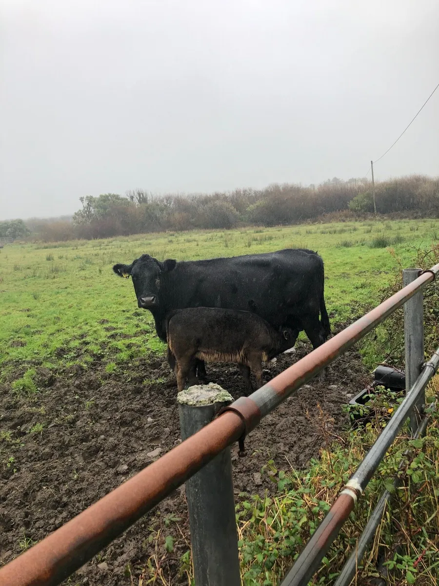 Angus cow and calf - Image 2