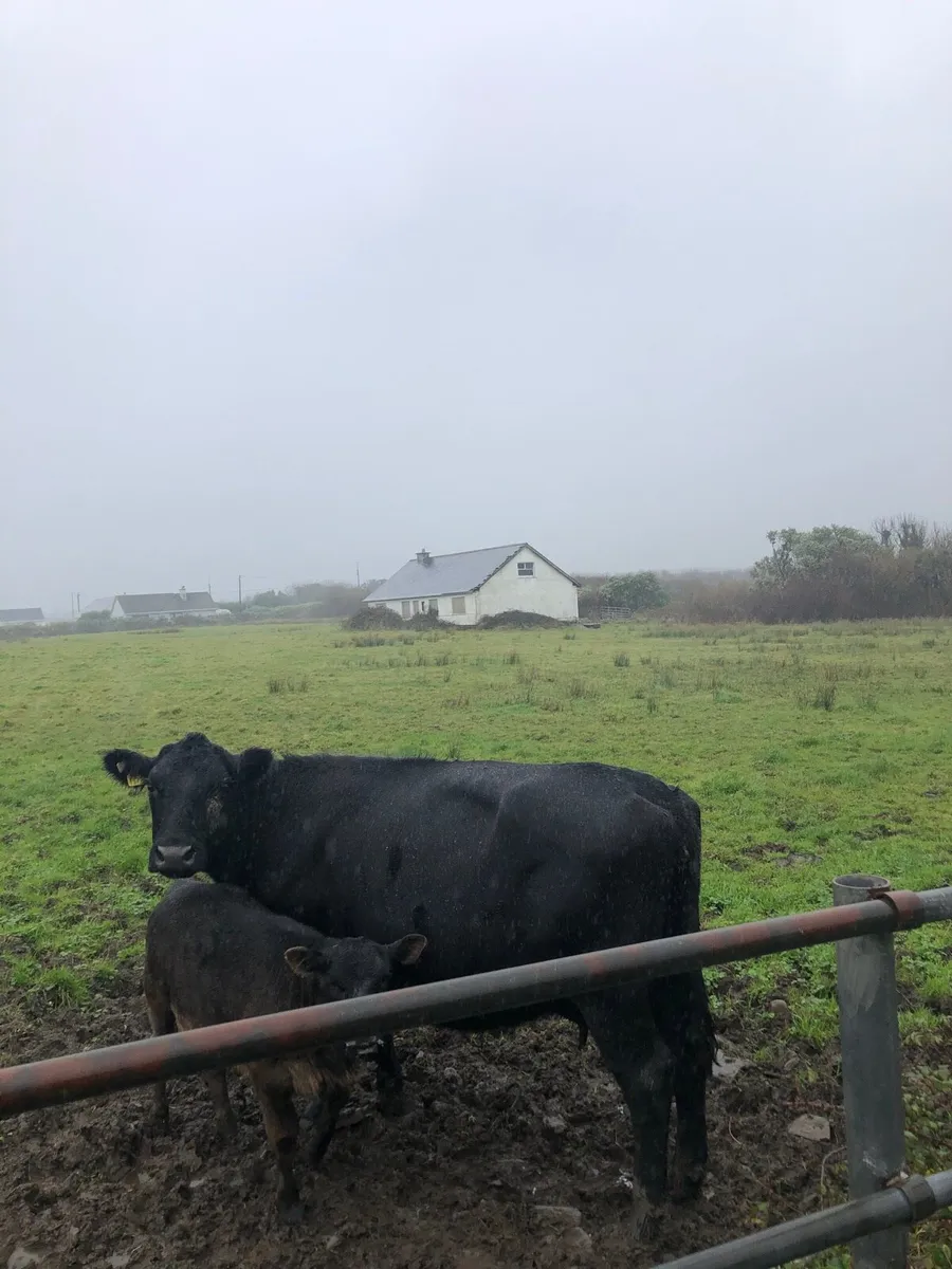 Angus cow and calf - Image 3