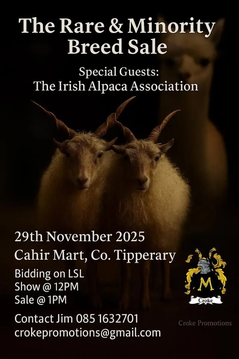 Herdwick and Dorset Horn - Image 3