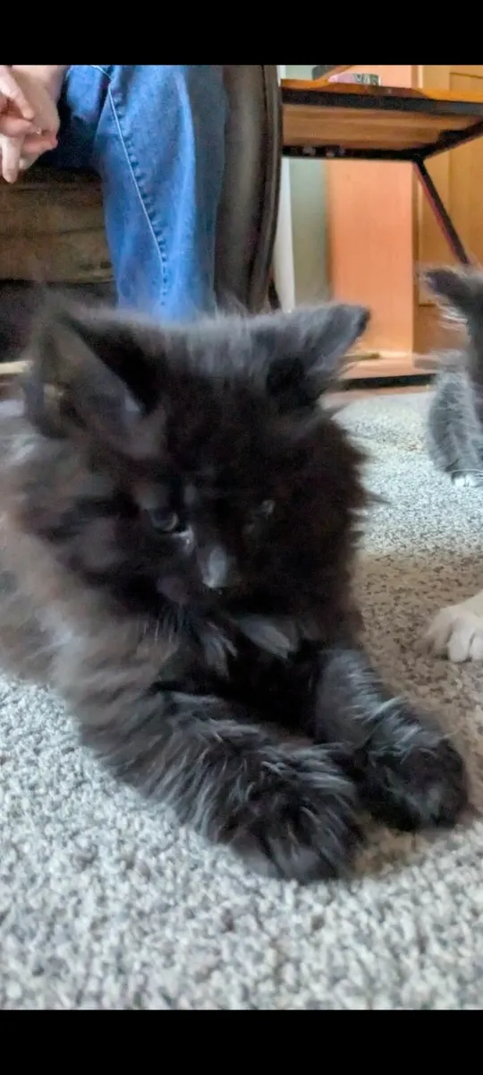 Fluffy Kittens - Image 1