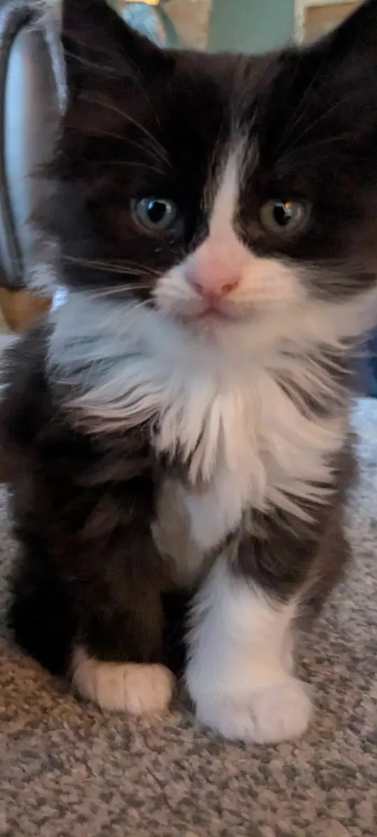 Fluffy Kittens - Image 2