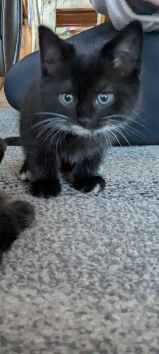 Fluffy Kittens - Image 3