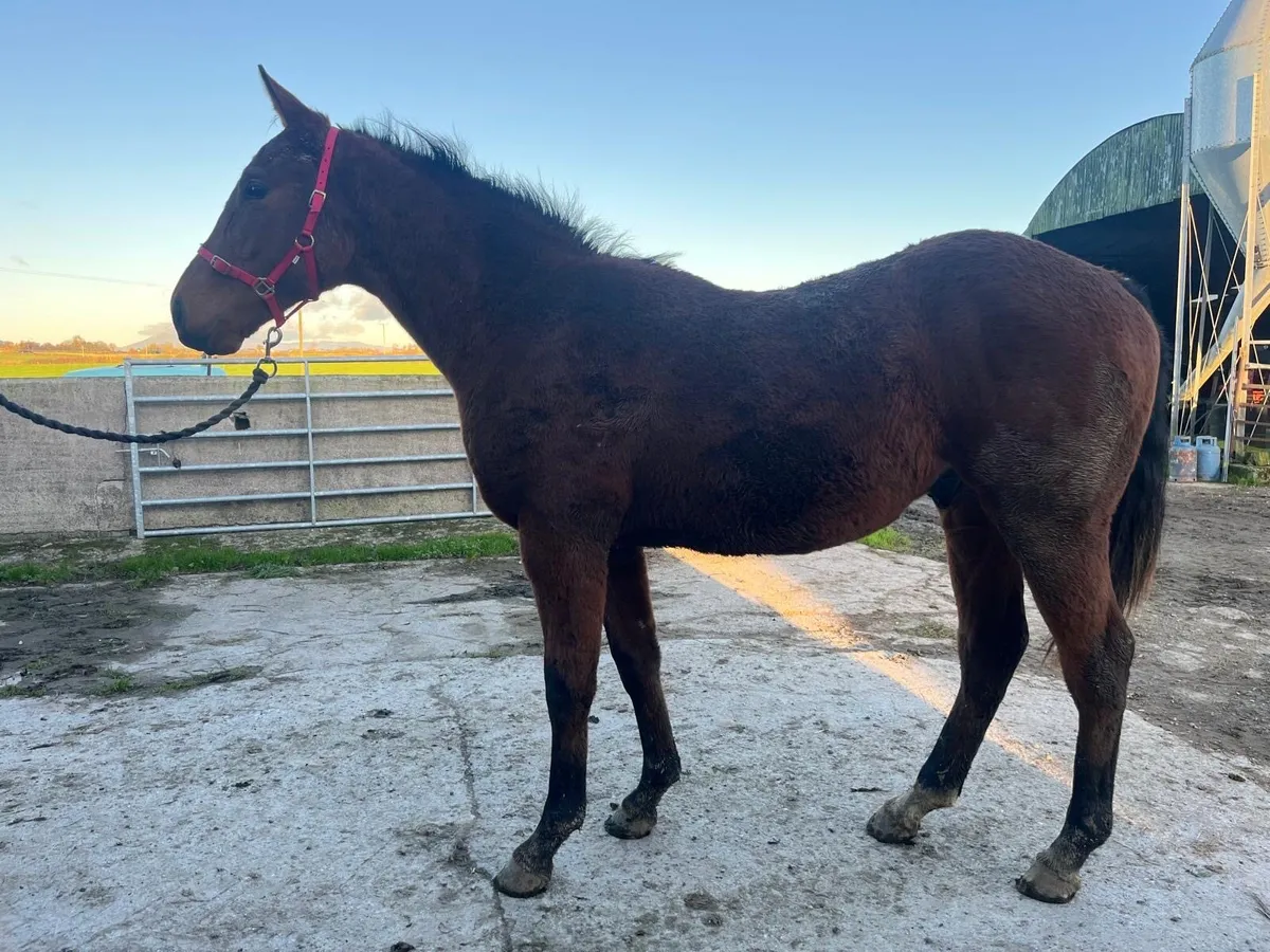 Yearling colt by inns of court - Image 1
