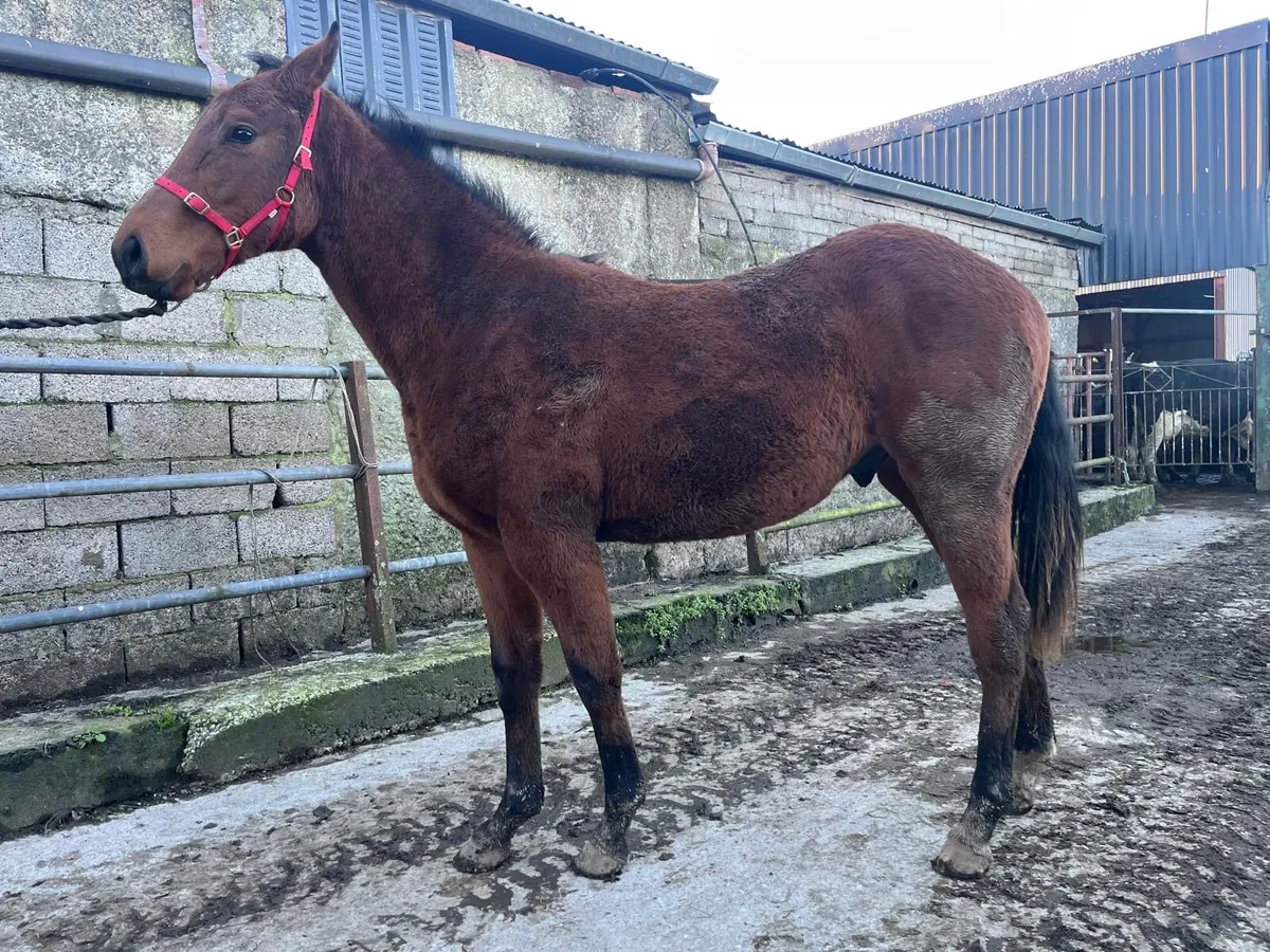 Yearling colt by inns of court - Image 2