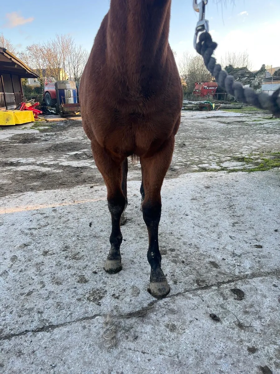 Yearling colt by inns of court - Image 3