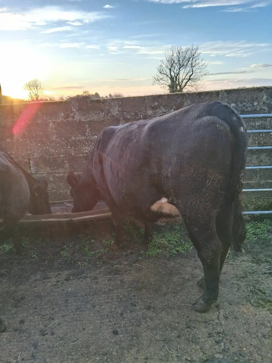 In calf heifers - Image 1