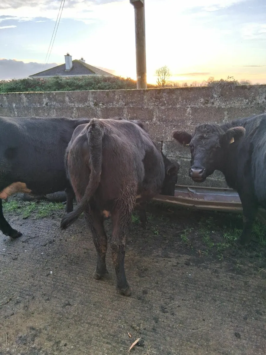 In calf heifers - Image 2
