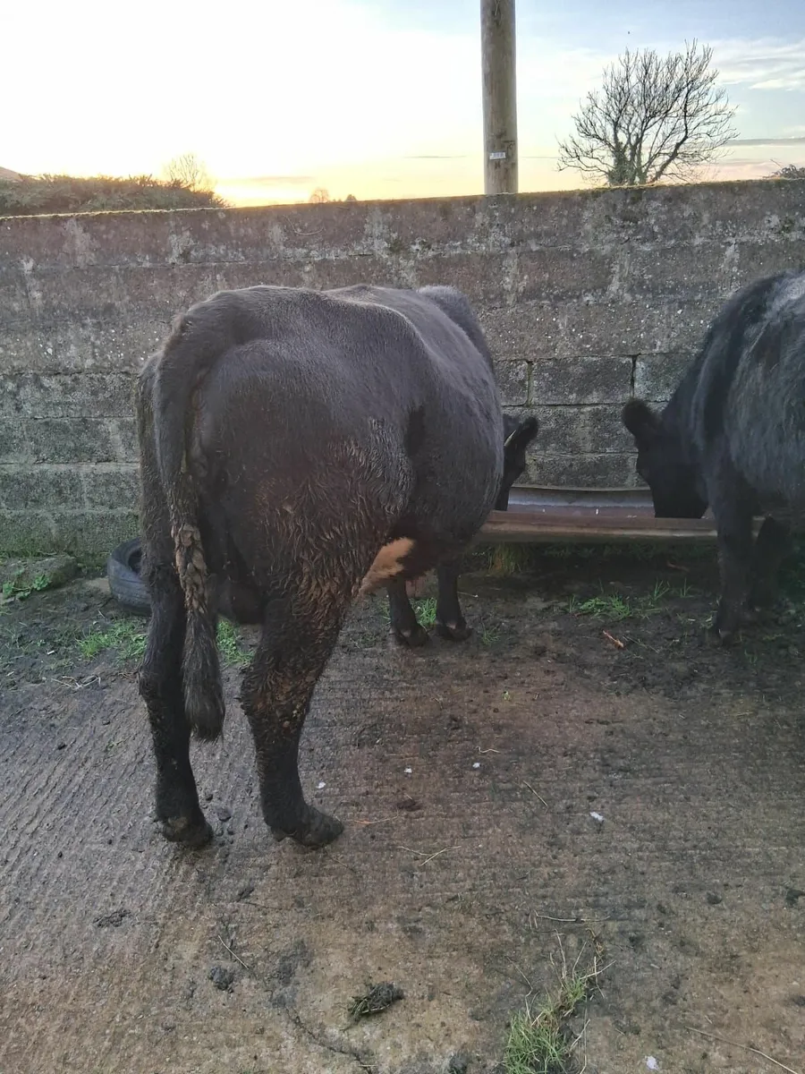 In calf heifers - Image 3