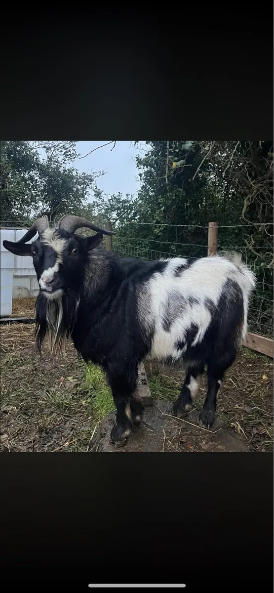 Pygmy Buck - Image 1