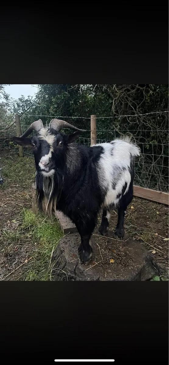 Pygmy Buck - Image 2