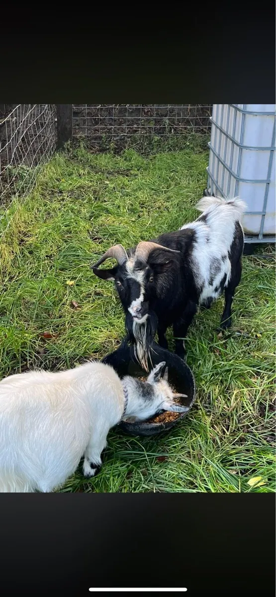 Pygmy Buck - Image 3