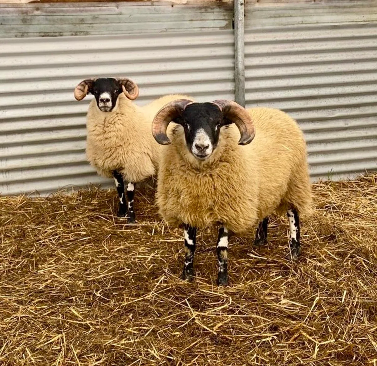 Lanark Ram Lambs - Image 1