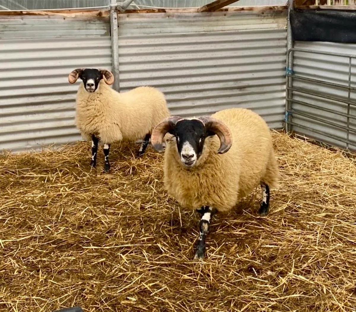 Lanark Ram Lambs - Image 2