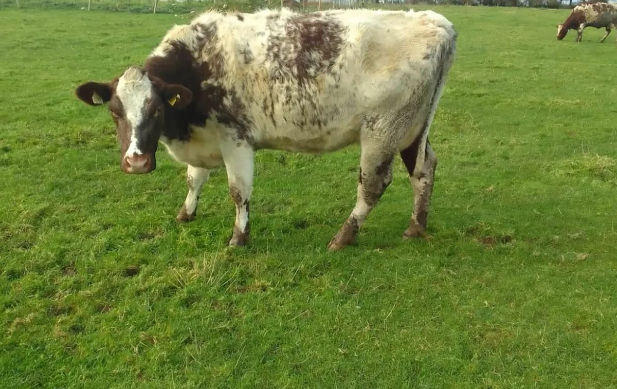Shorthorn Cows - Image 2