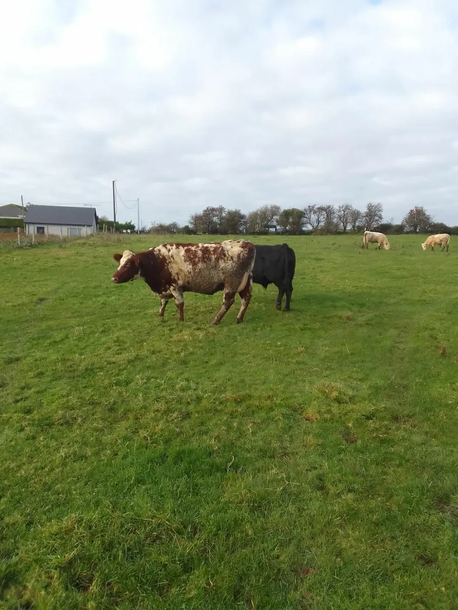 Shorthorn Cows - Image 3