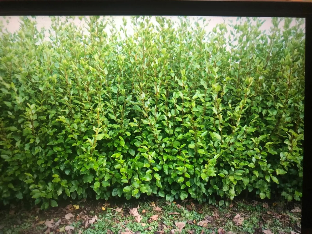 Hedging Griselinia 6ft