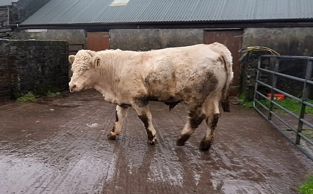 Pedigree Charolais Bull - Image 1