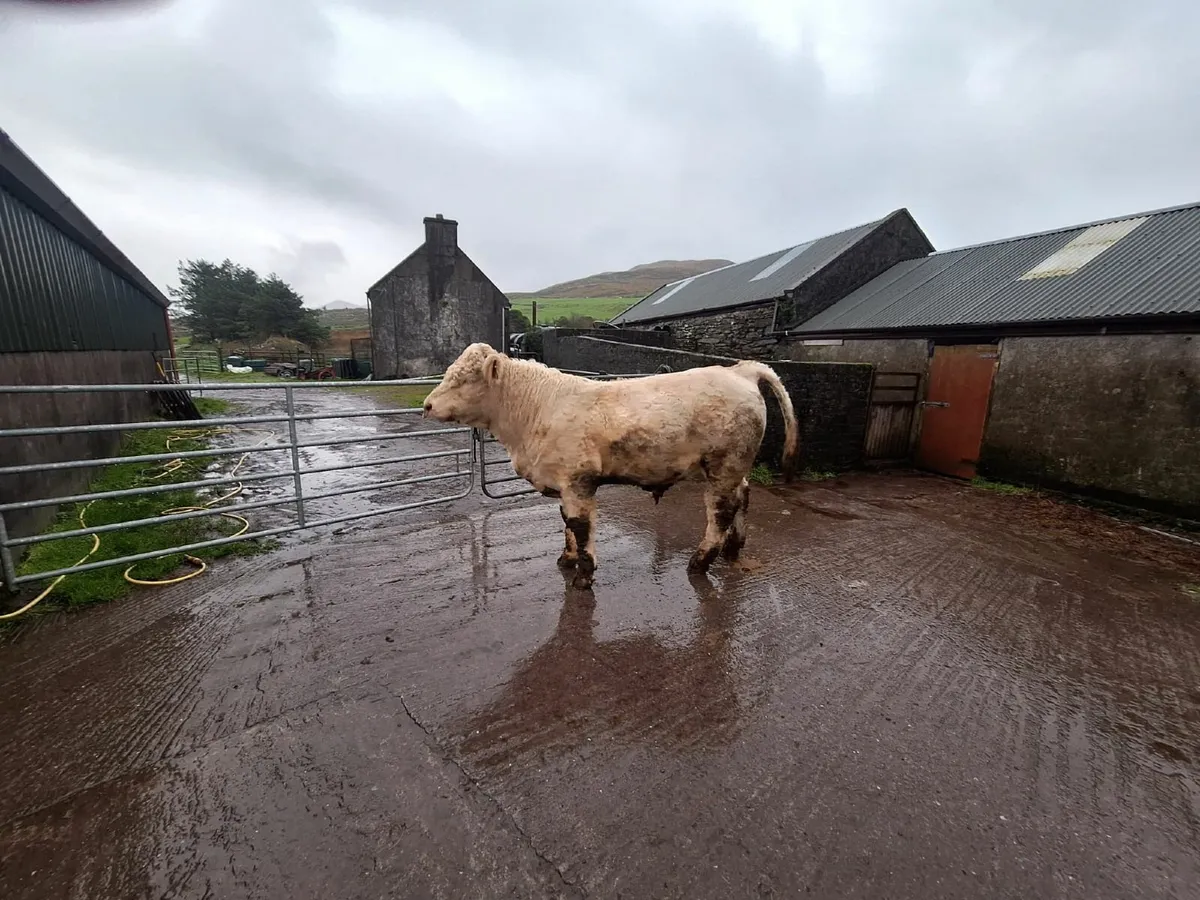 Pedigree Charolais Bull - Image 2