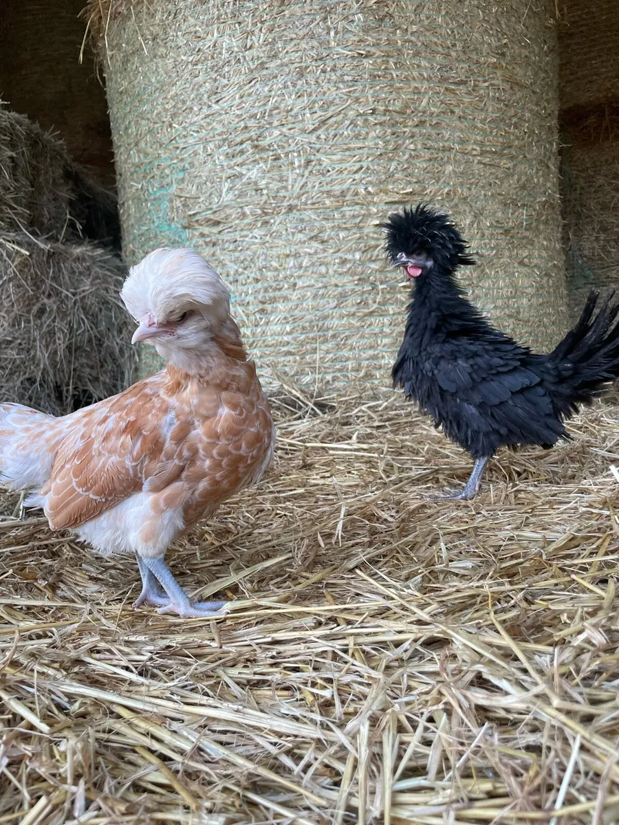 Pullets and Pairs - Polish, Pekin etc - Image 1