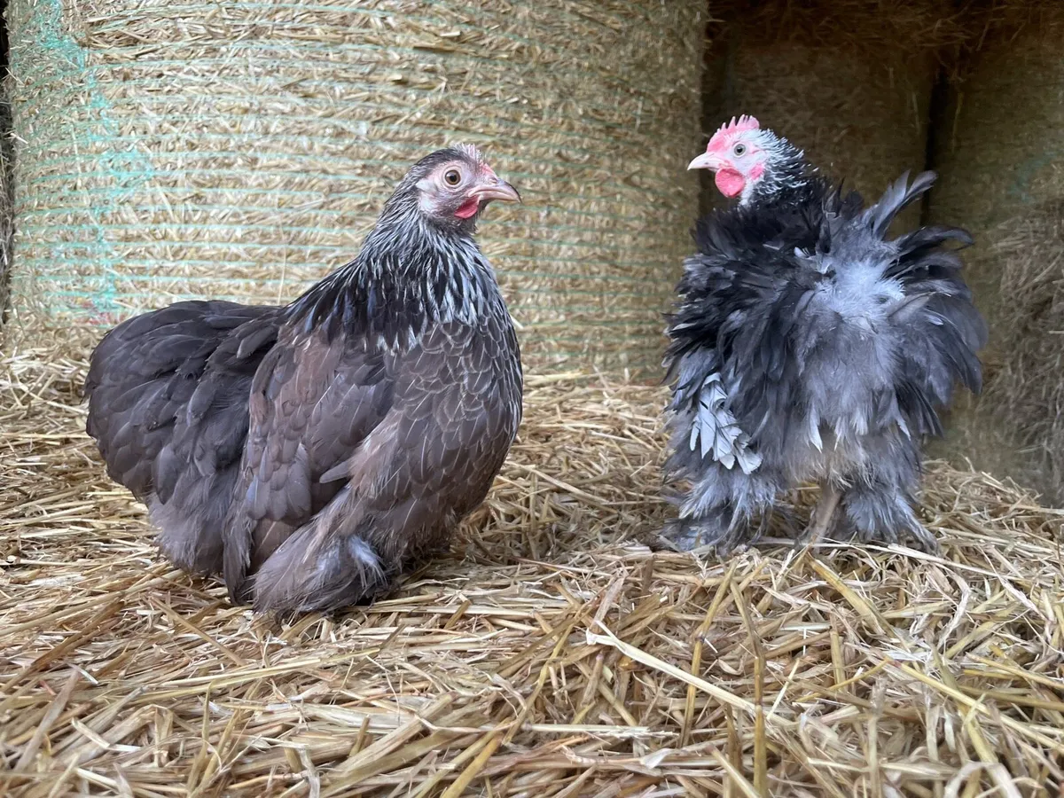 Pullets and Pairs - Polish, Pekin etc - Image 2