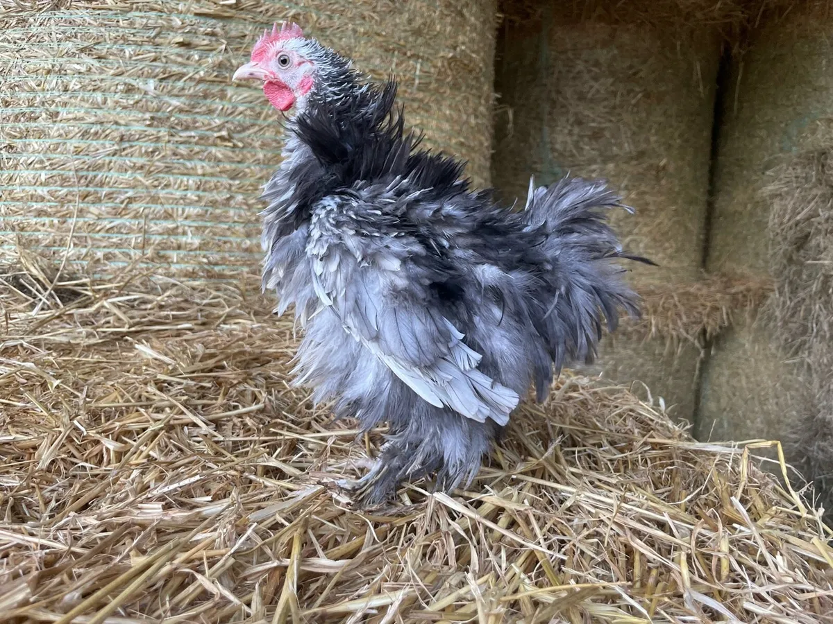 Pullets and Pairs - Polish, Pekin etc - Image 3