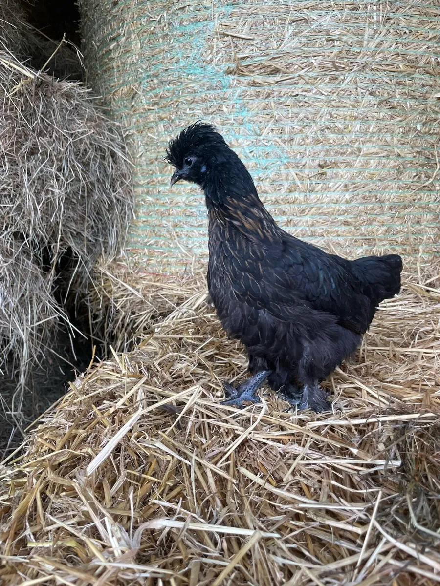 Pullets and Pairs - Polish, Pekin etc - Image 4