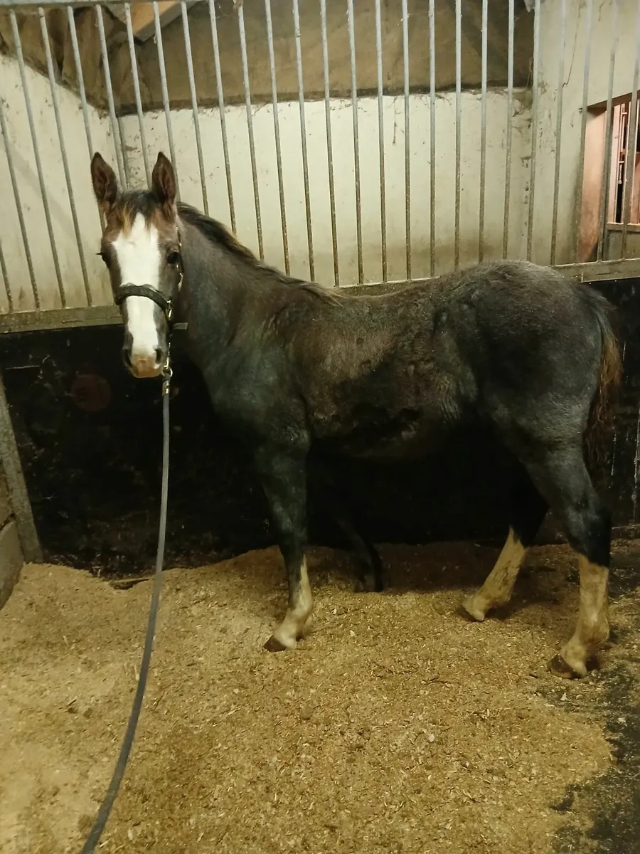 Irish draught foal - Image 1