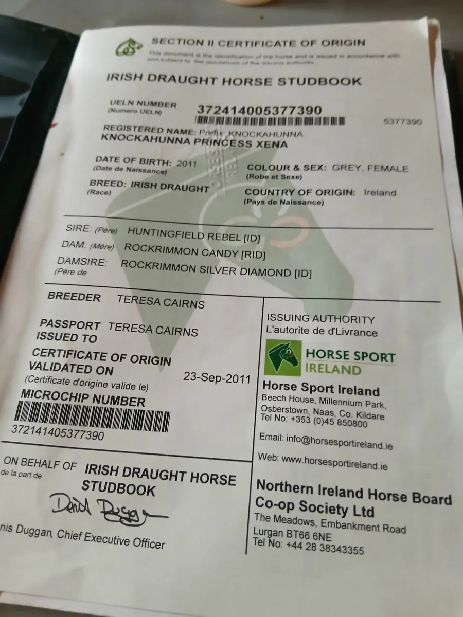 Irish draught foal - Image 2