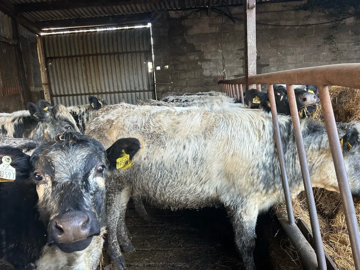 Speckled Park and  Belgium Blue heifers - Image 1