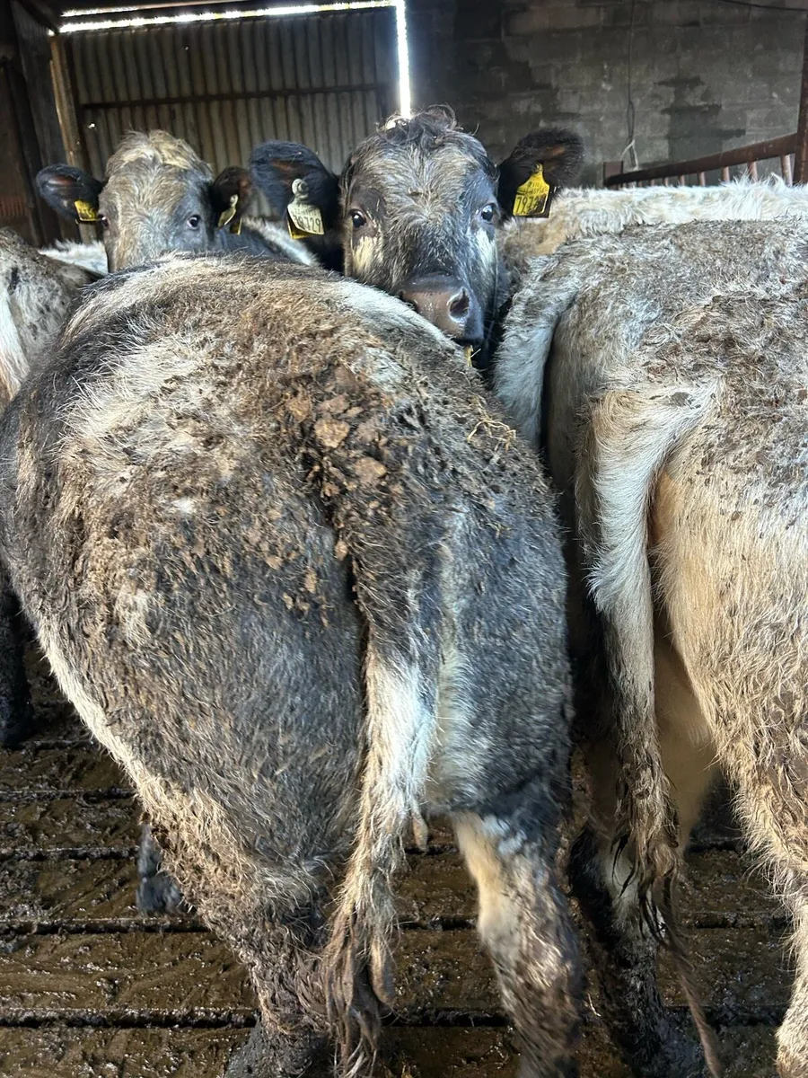 Speckled Park and  Belgium Blue heifers - Image 2