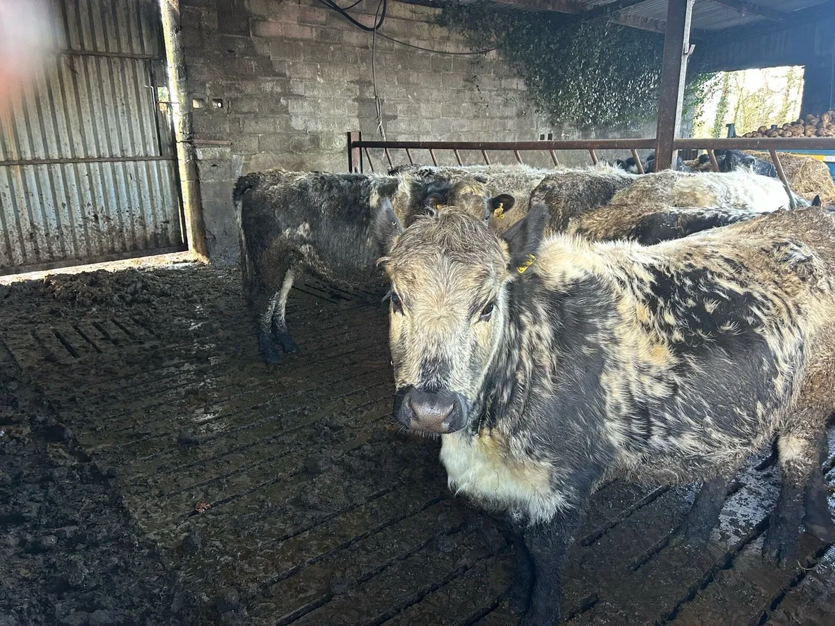 Speckled Park and  Belgium Blue heifers - Image 3