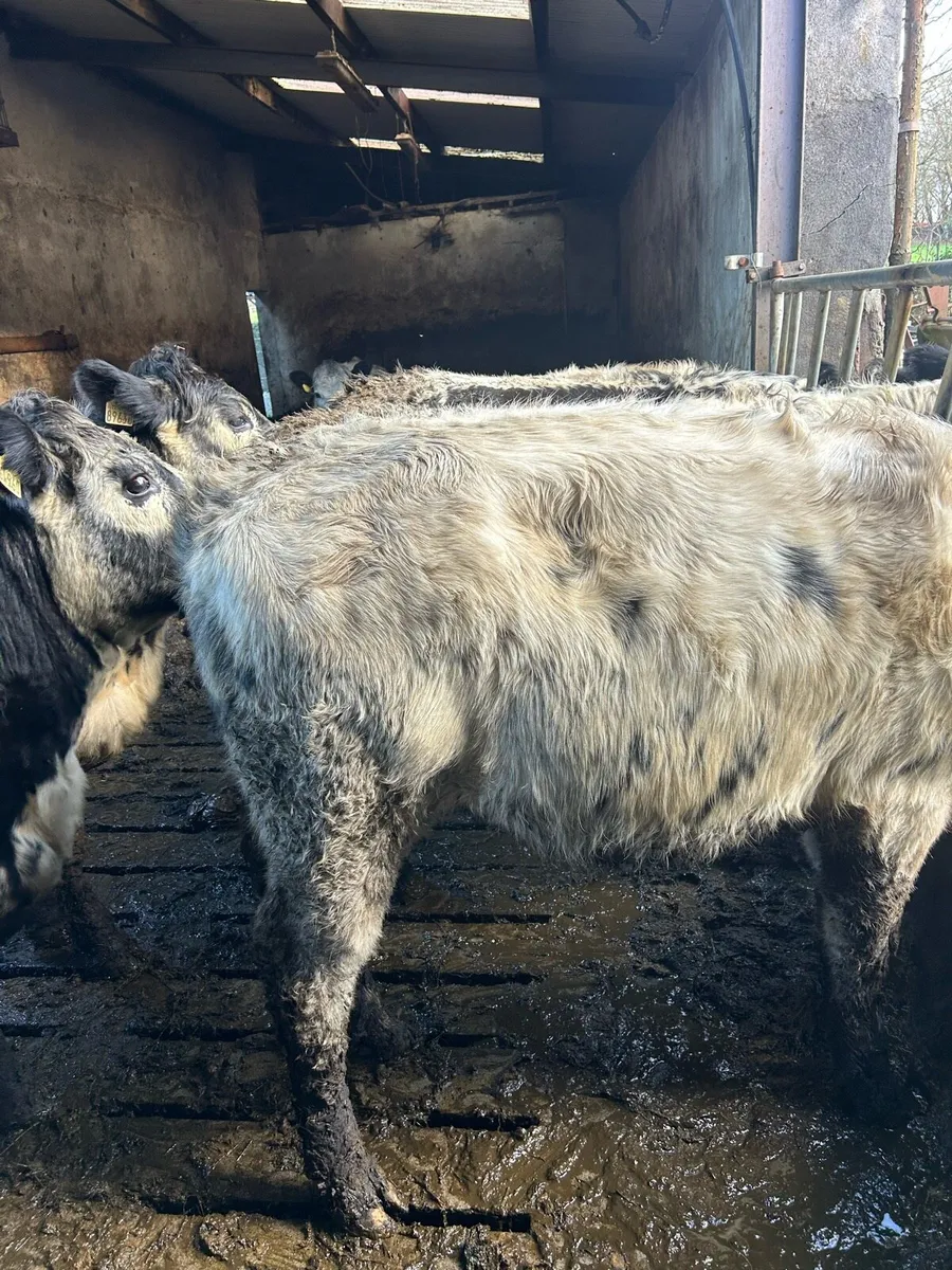 Speckled Park and  Belgium Blue heifers - Image 4